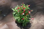 گوشواره